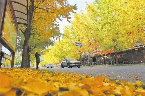 成都银杏树爆料视频 第3张 成都银杏树爆料视频 第3张